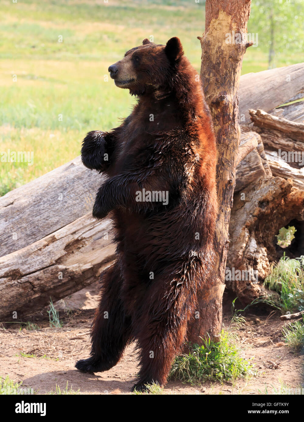 American Black Bear, Ursus americanus. A Cinnamon Bear scratches his back on a tree trunk Stock Photo
