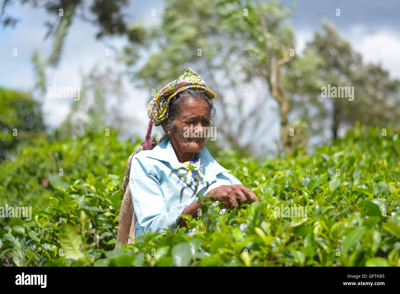 Tamil woman from Sri Lanka breaks tea leaves Stock Photo