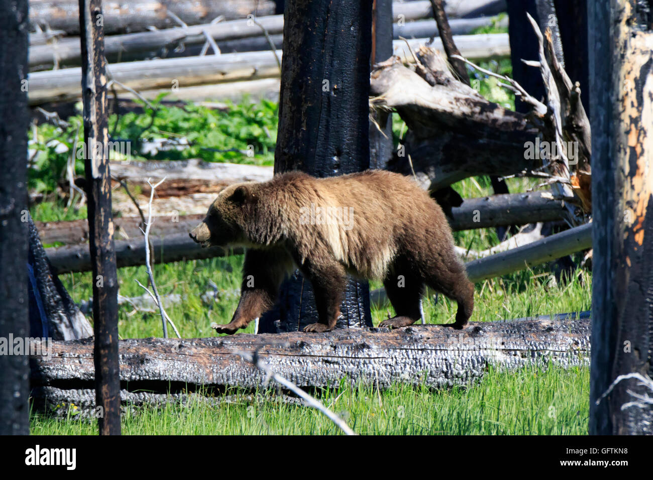 North American Brown Bear, Ursus arctos horribilis, sow in Yellowstone National Park Stock Photo