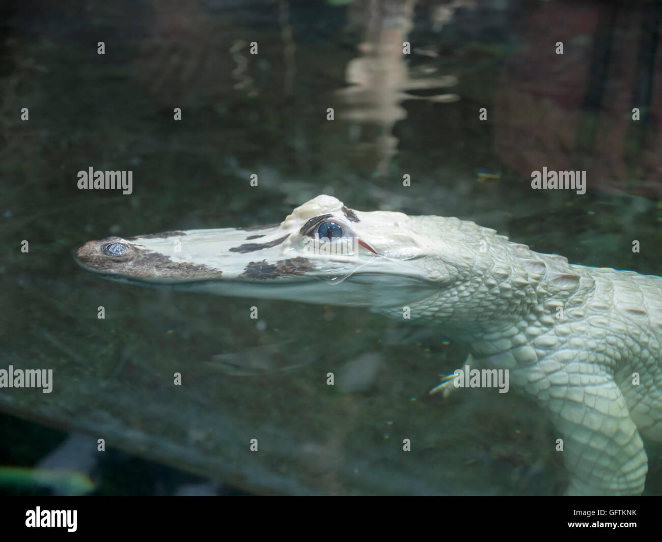Leucistic, white alligator, Alligator mississippiensis, at the Audubon Aquarium of the Americas Stock Photo