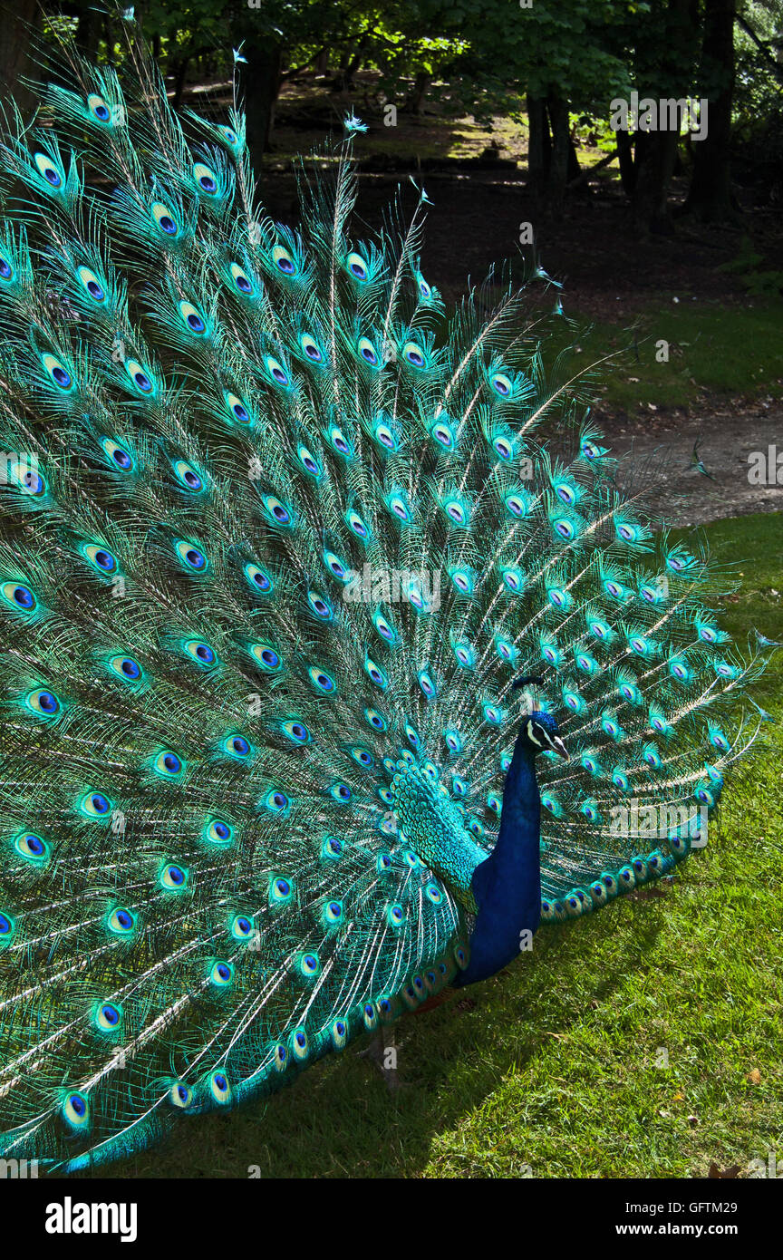 Peacock displaying feathers Stock Photo Alamy