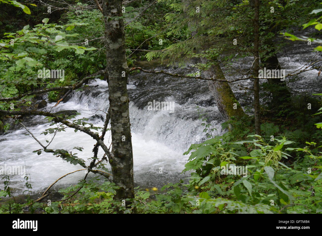 River through a forest Stock Photo - Alamy