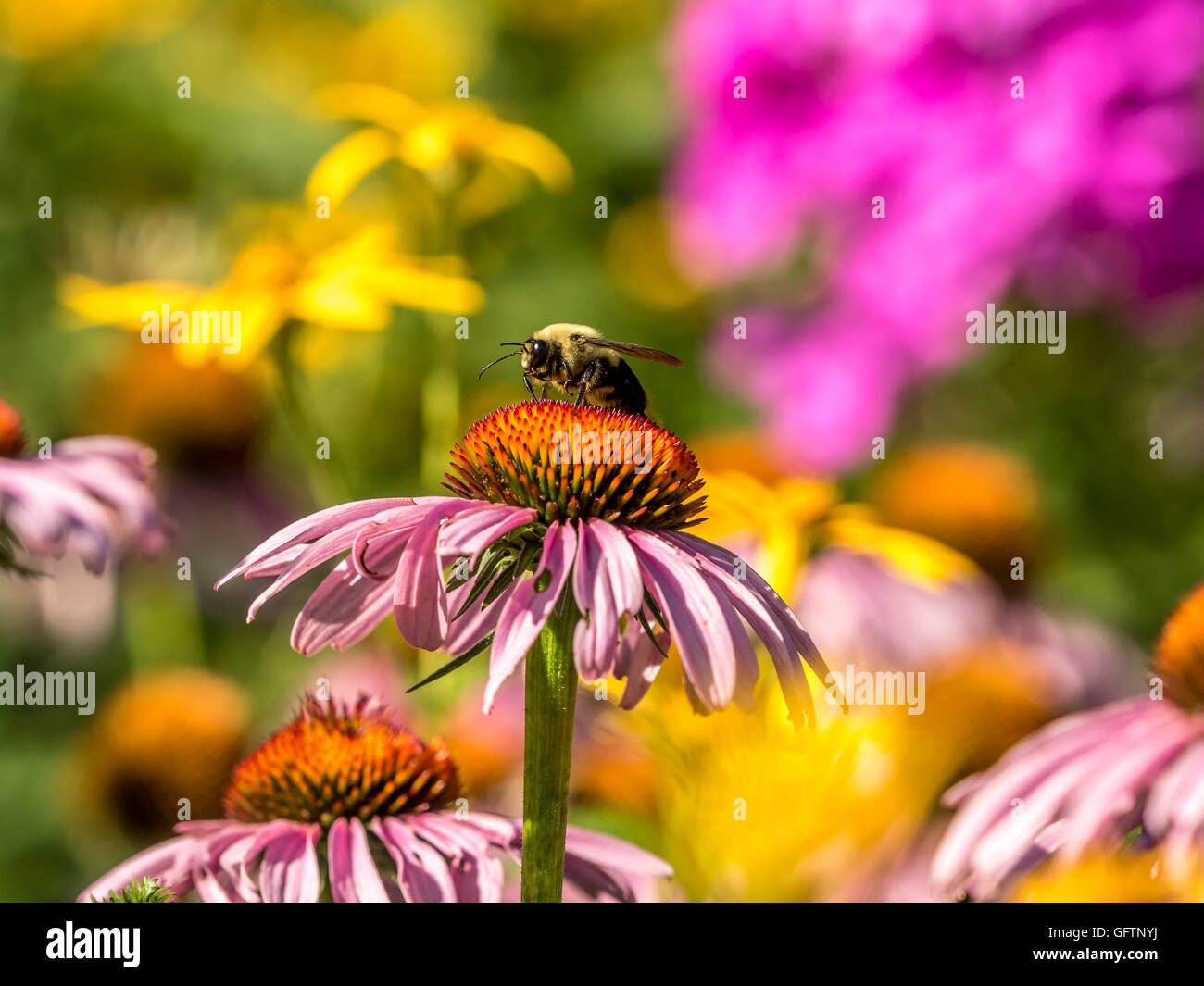 bumblebee, also written bumble bee, is any member of the bee genus Bombus, in the family Apidae Stock Photo