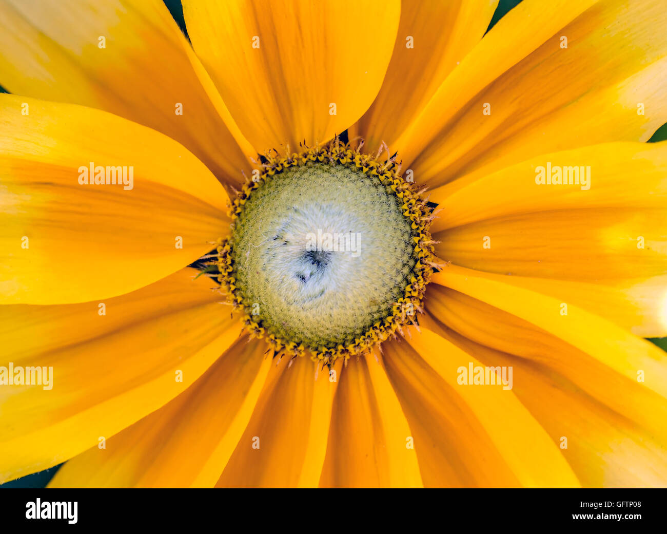 Yellow daisy hires stock photography and images Alamy