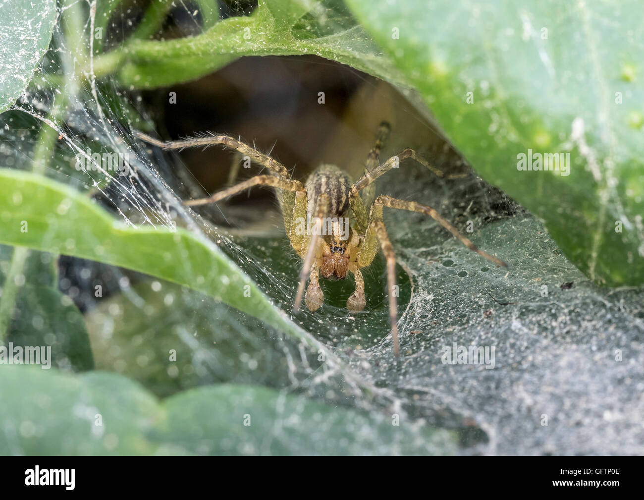 Funnel Weaver Spider waiting in web for prey Stock Photo