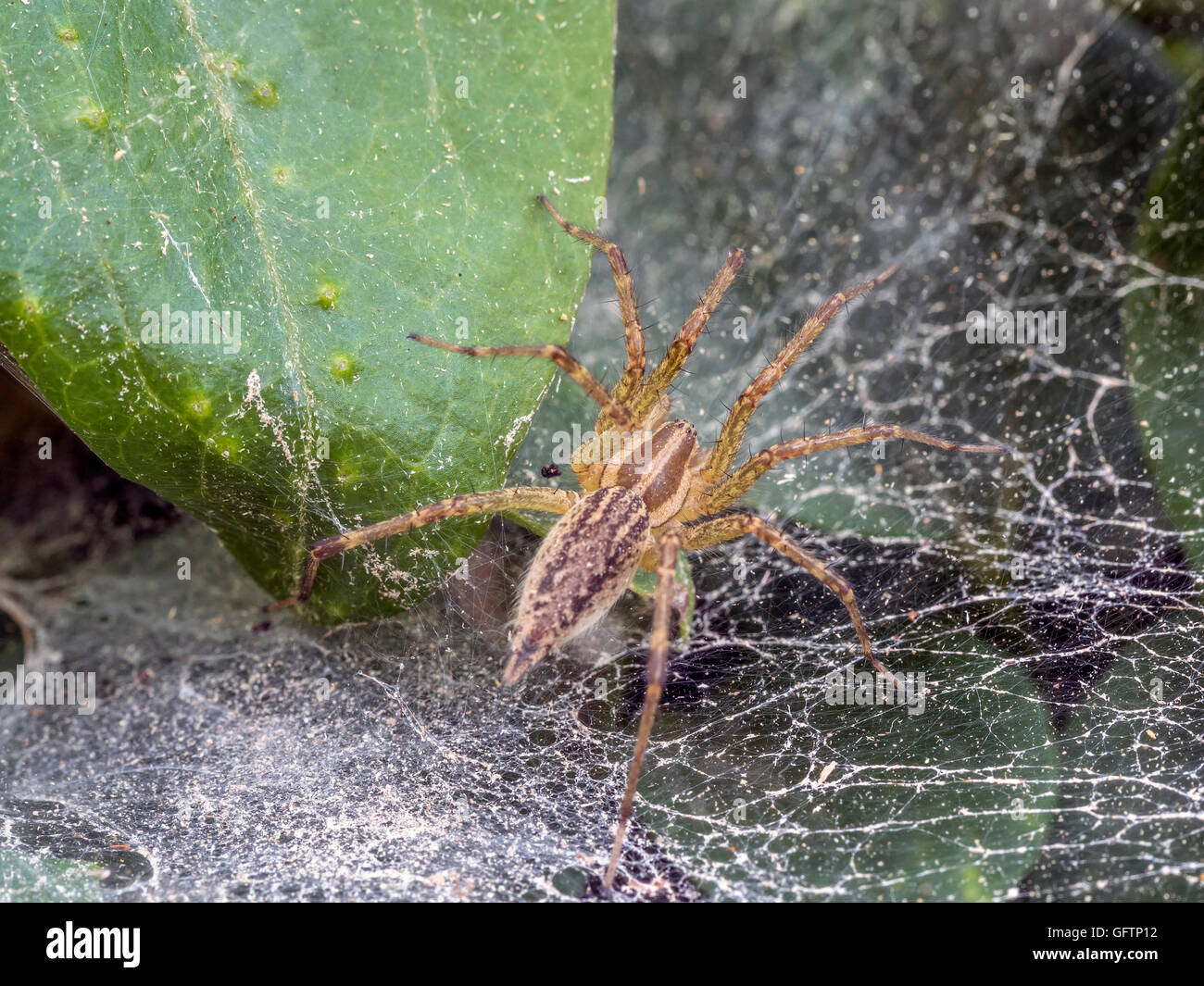 Funnel Weaver Spider waiting in web for prey Stock Photo