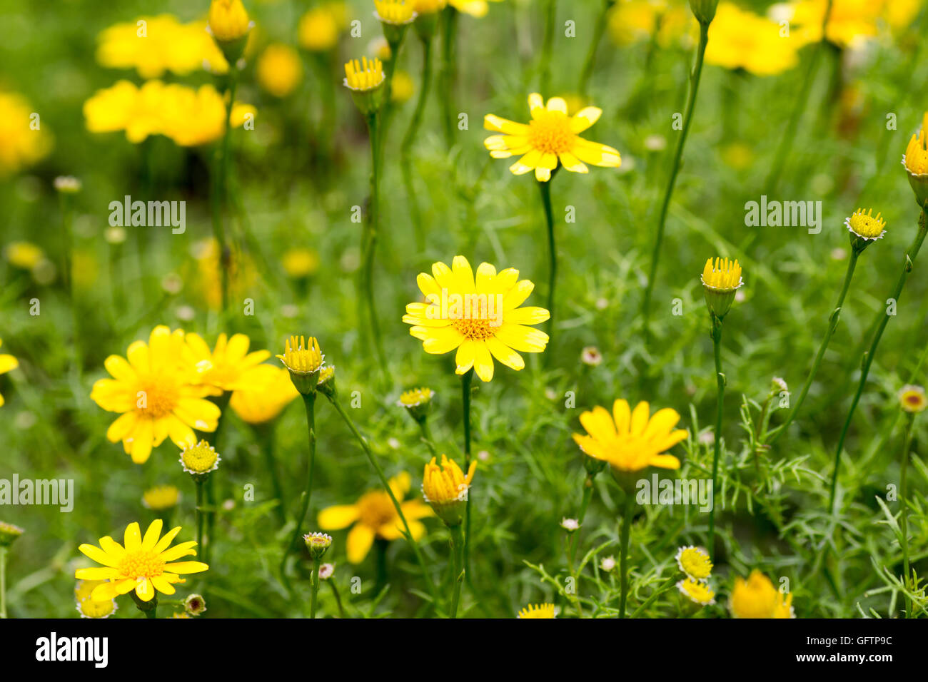 Dahlberg daisy in full bloom Stock Photo