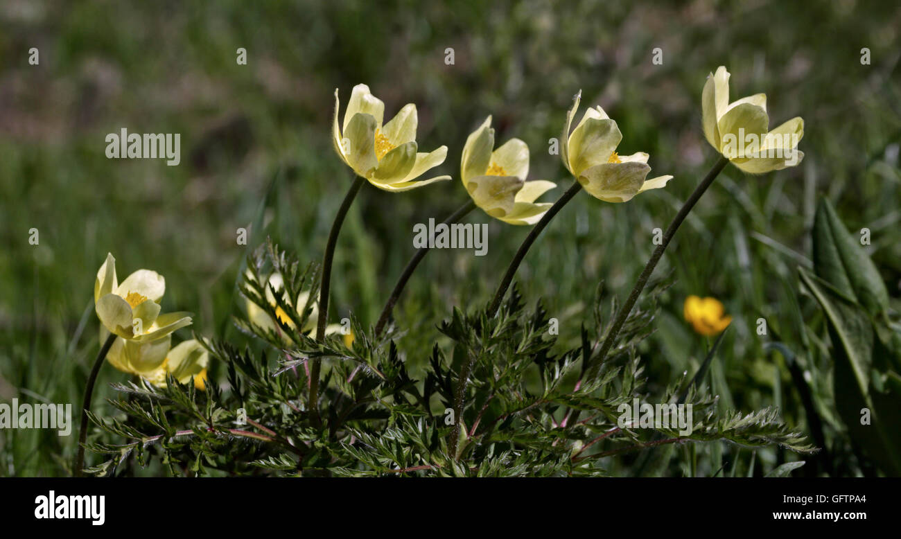 Alpine Pasque Flower (pulsatilla alpina apiifolia), Alps, Italy Stock Photo