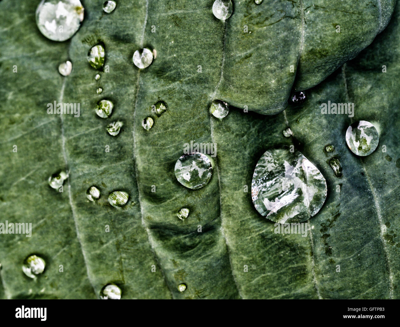 Water drops in summer on plants after rain Stock Photo
