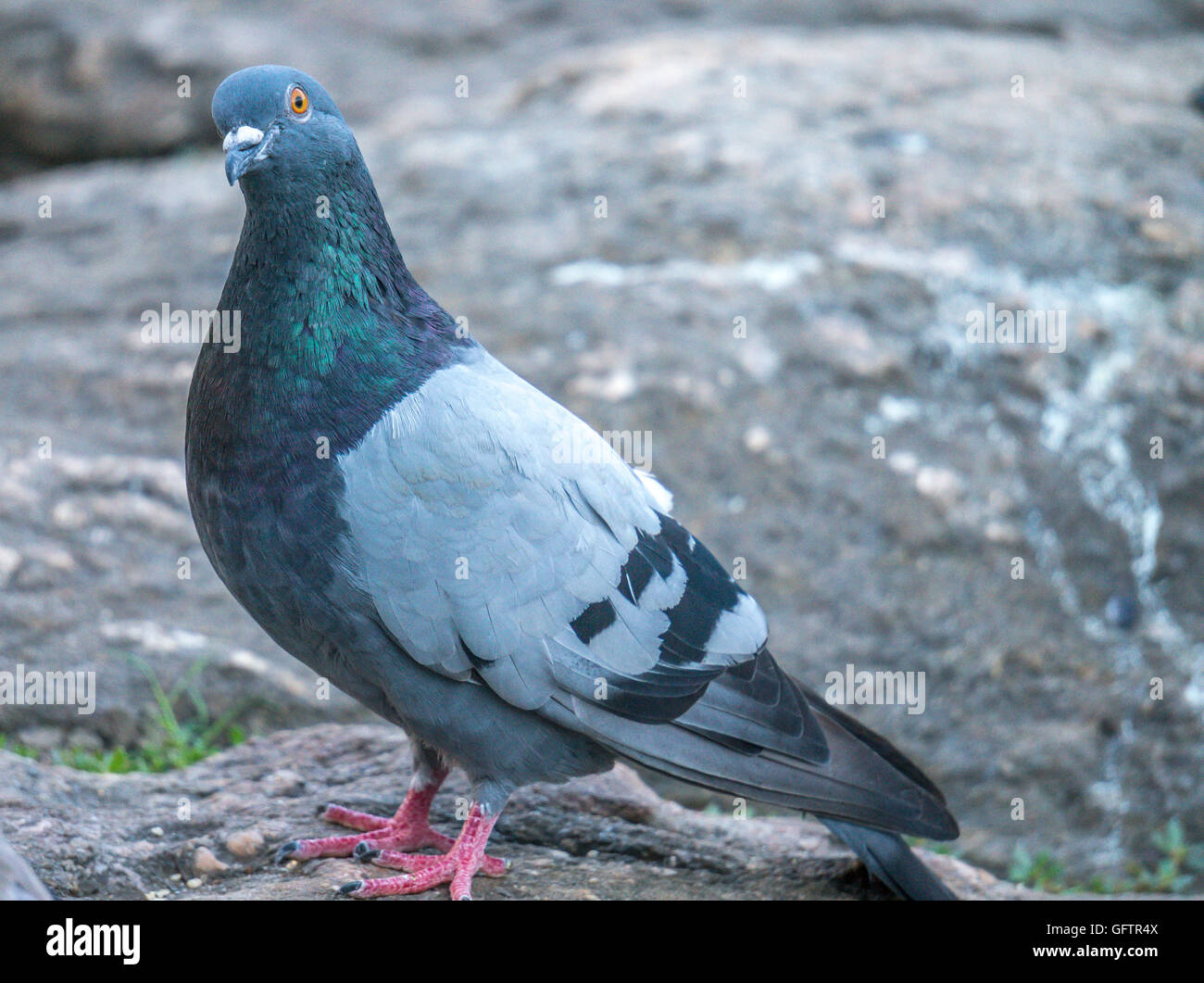 Feral pigeons, Columba livia domestica, also called city doves, city pigeons, or street pigeons Stock Photo