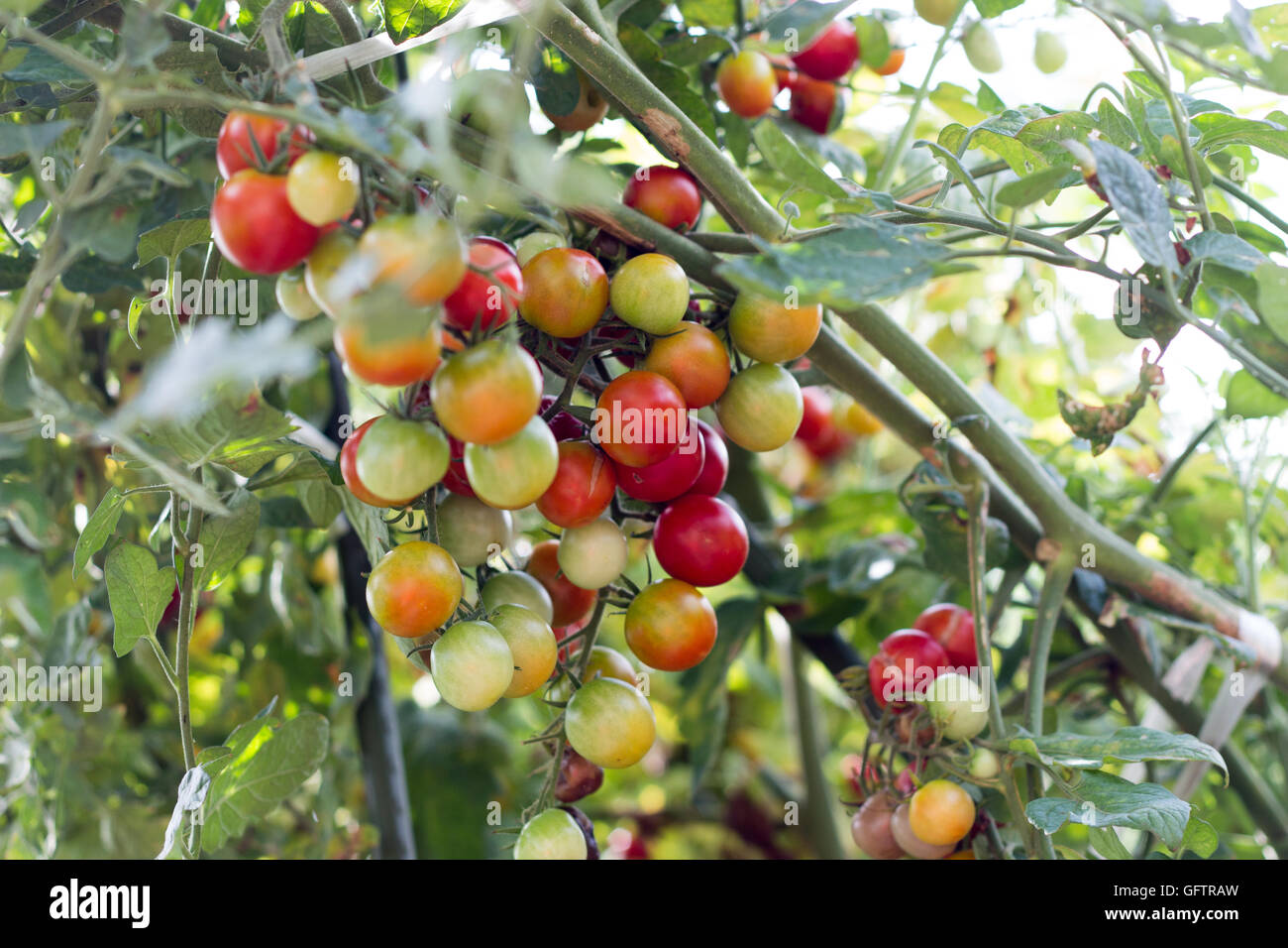 Bunch of cherry tomatoes growing on the farm Stock Photo - Alamy