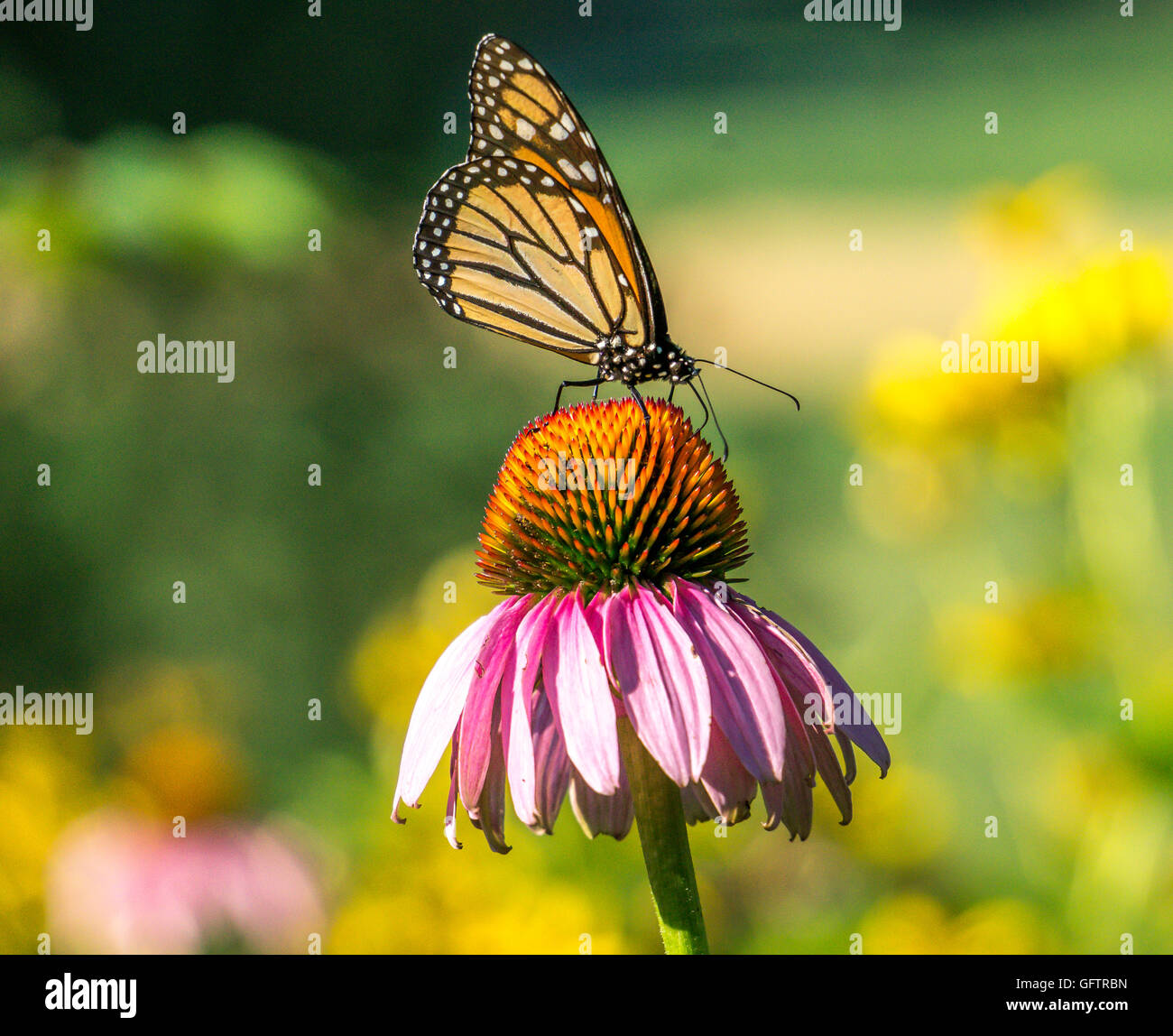 monarch butterfly,Danaus plexippus is a milkweed butterfly (subfamily Danainae) in the family Nymphalidae Stock Photo