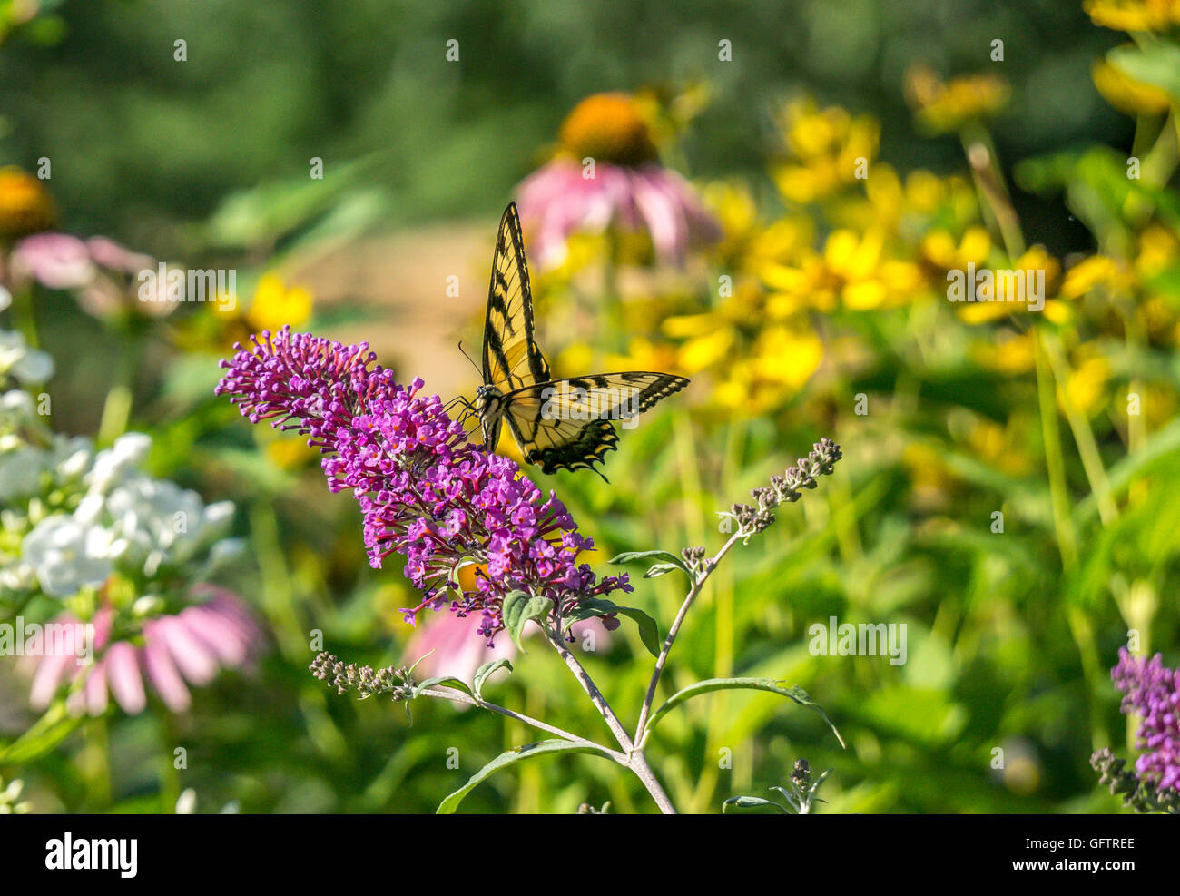 Swallowtail butterflies are in the family Papilionidae Stock Photo