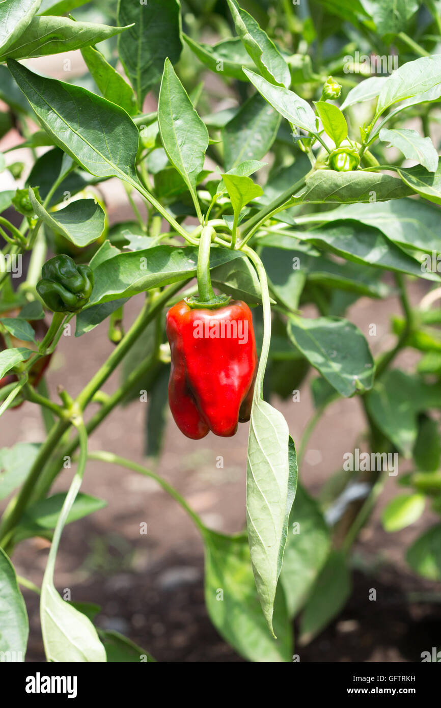 Bell pepper harvesting hi-res stock photography and images - Alamy