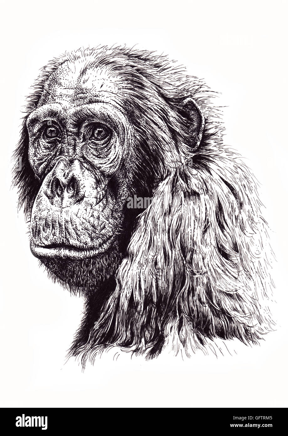 Ape drawing hi-res stock photography and images - Alamy