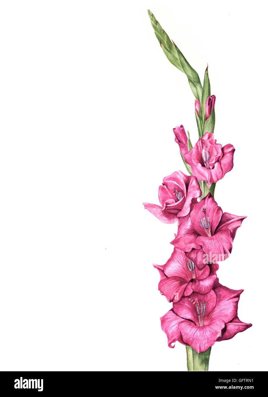 Pink gladiola hi-res stock photography and images - Alamy
