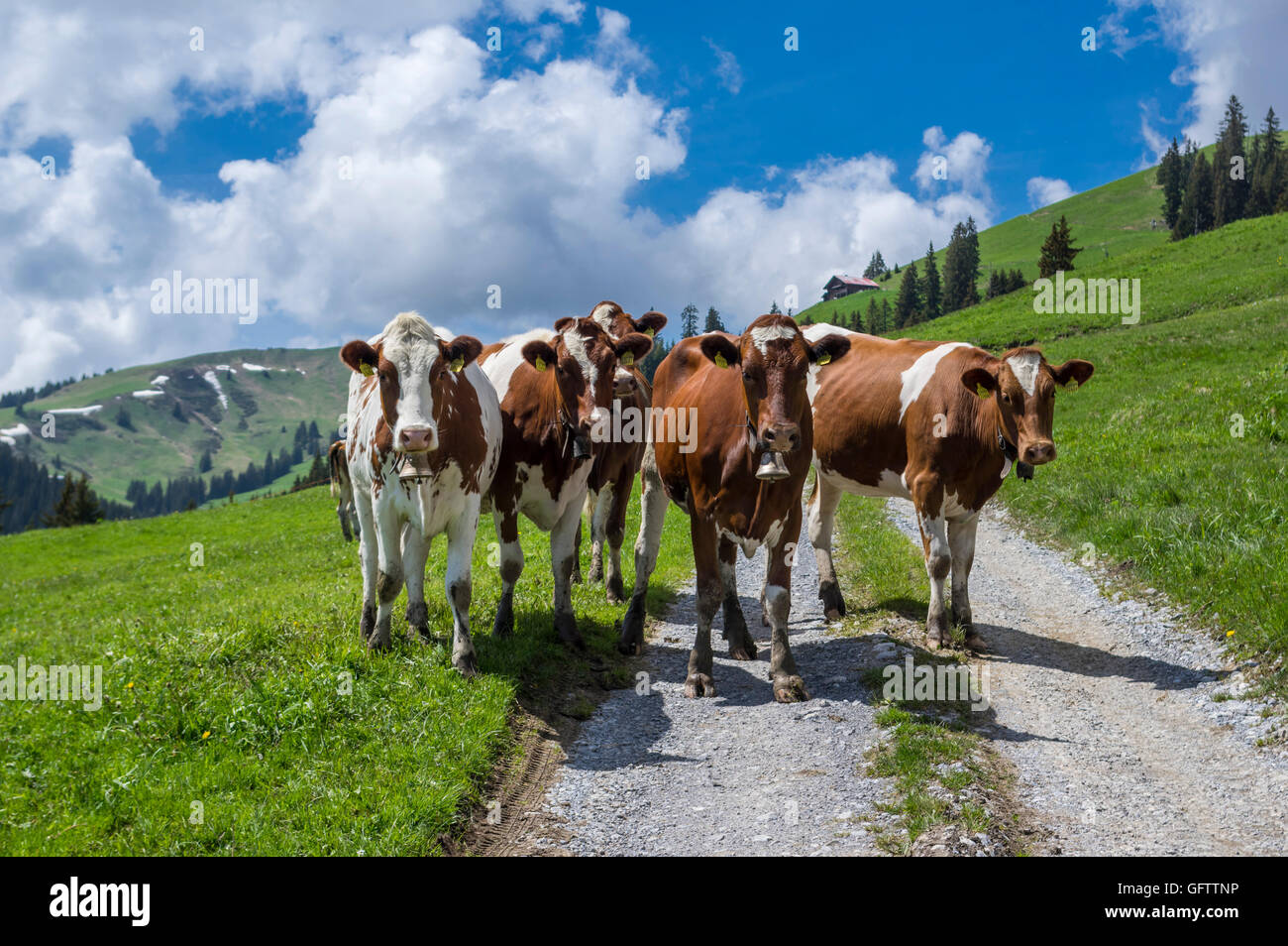 Young cattle blocking a mountain road in Switzerland. Stock Photo