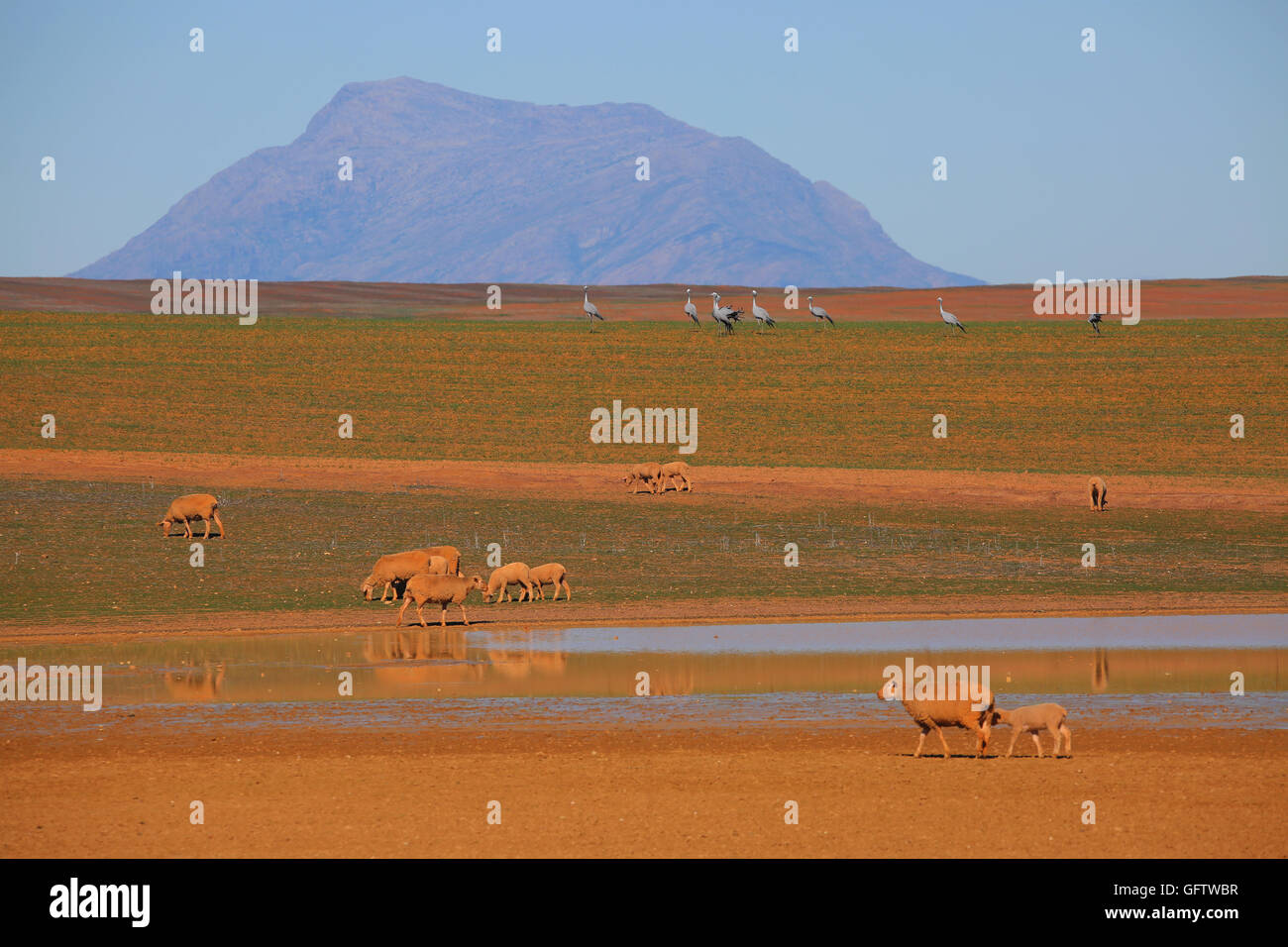Merino's and Blue Cranes (Anthropoides paradiseus) grazing near Piketberg, in Swartland, Western Cape, South Africa Stock Photo
