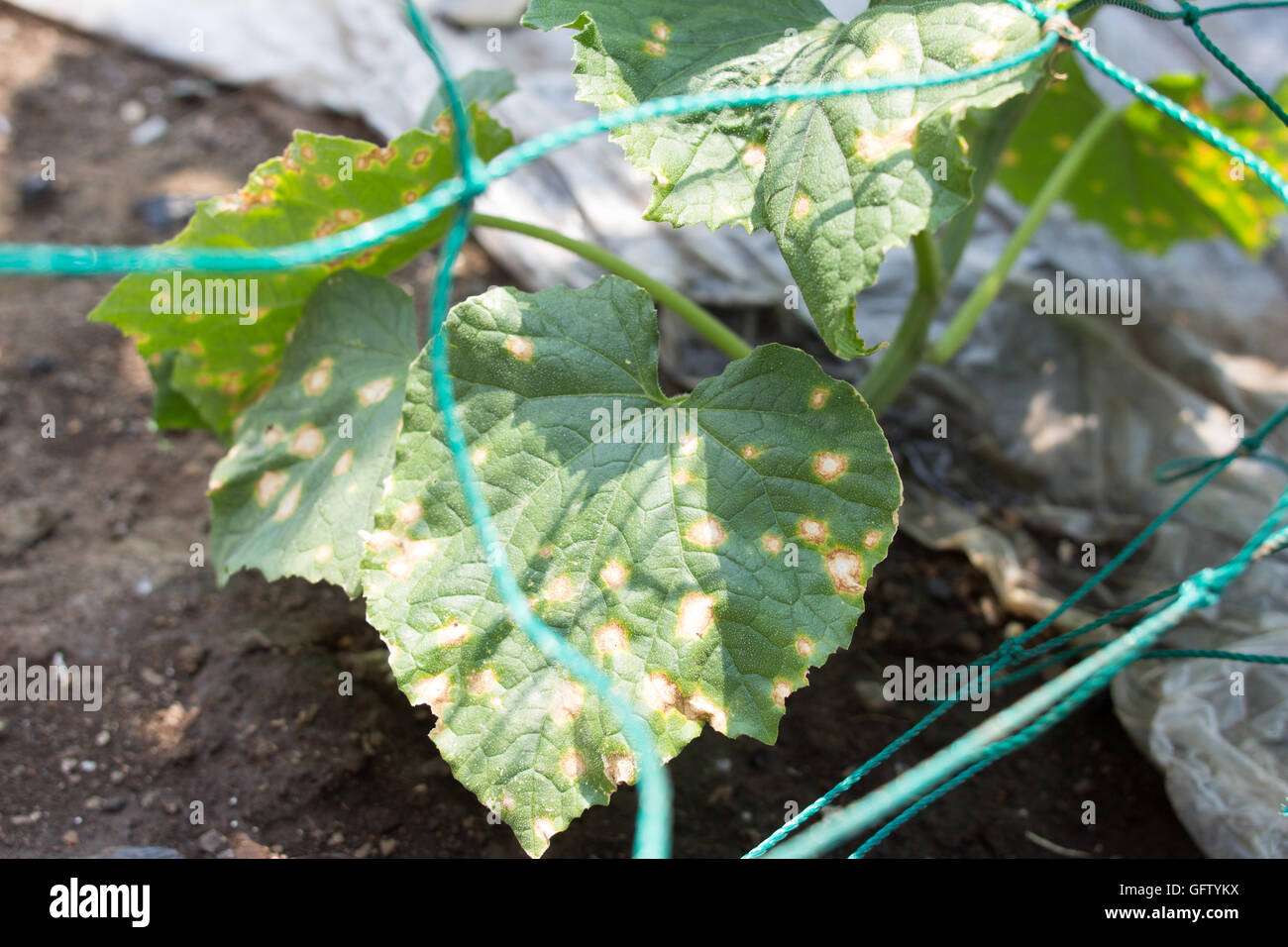 Downy mildew on the leaf of cucumbers Stock Photo