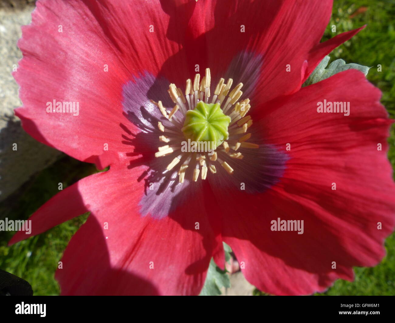 poppy blossom Stock Photo