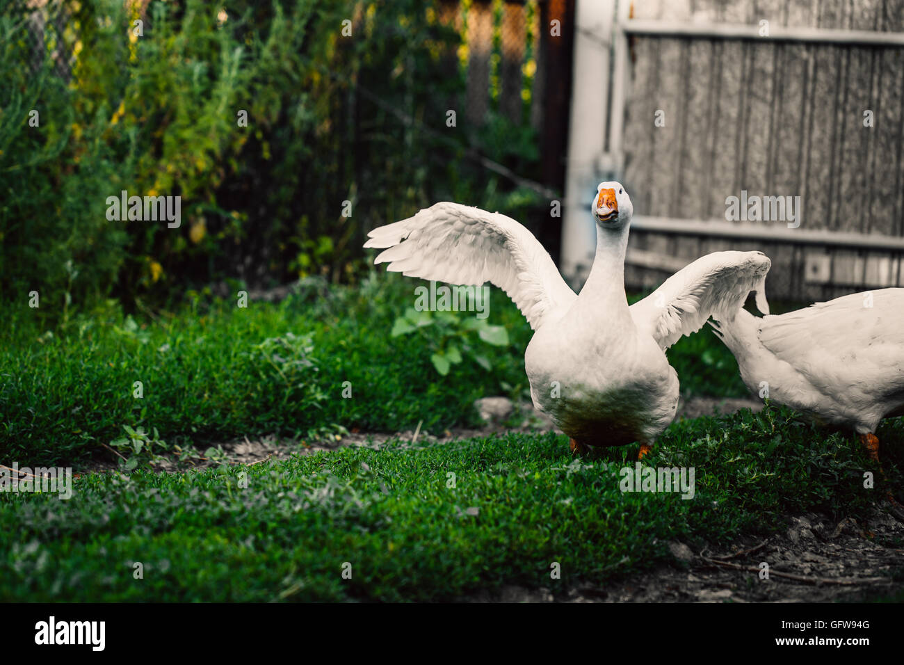 angry goose walking in the village on the lawn. Stock Photo