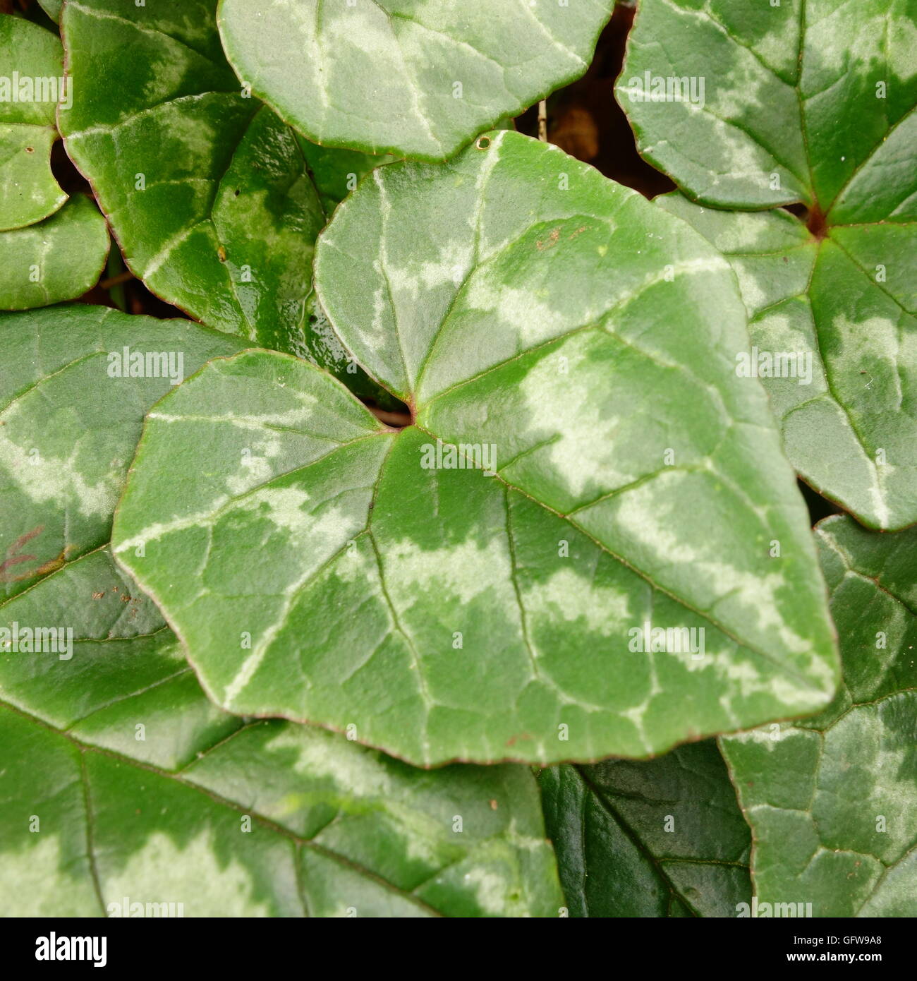 Cyclamen Hederifolium Foliage Stock Photo