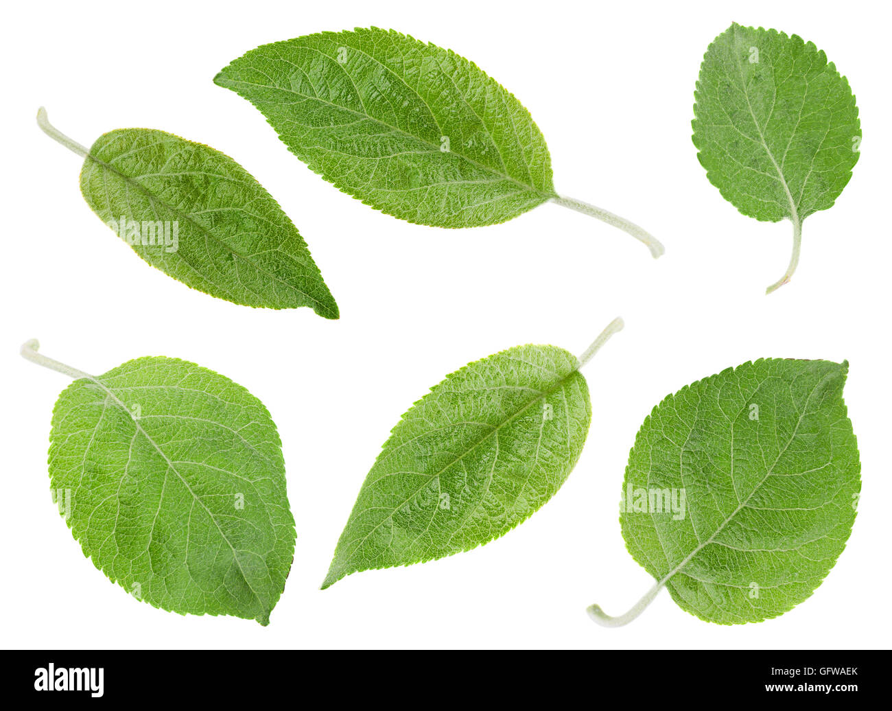 Apple leaf set closeup isolated on white background Stock Photo