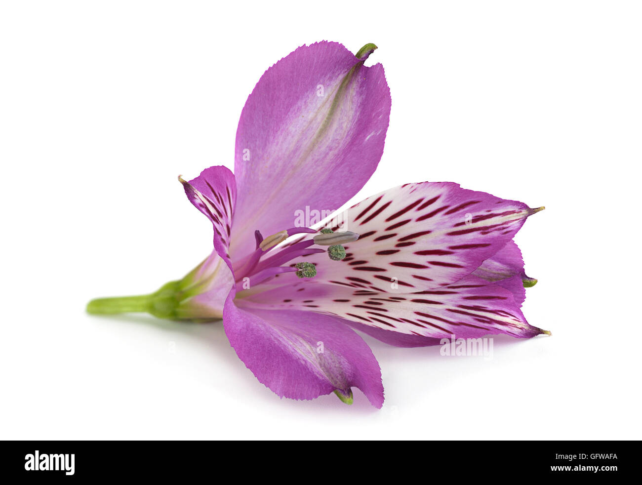 Violet Alstroemeria flower head closeup isolated on white background ...