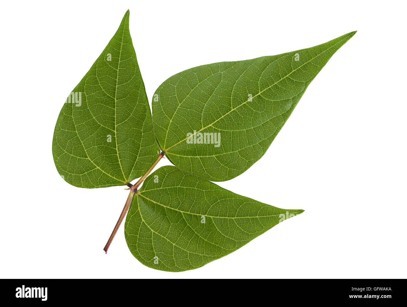 Kidney bean closeup leaf isolated on white background Stock Photo