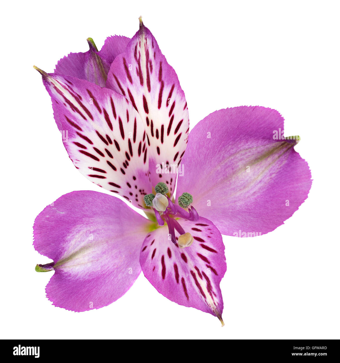 Violet Alstroemeria flower head closeup isolated on white background ...
