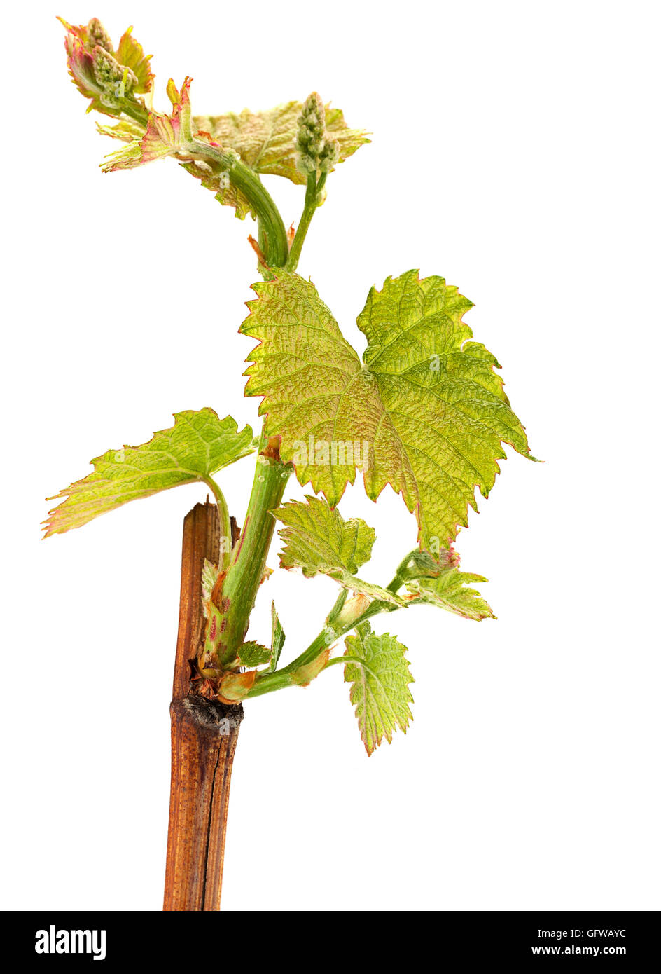 Seedling grape with leaf isolated on white background Stock Photo - Alamy