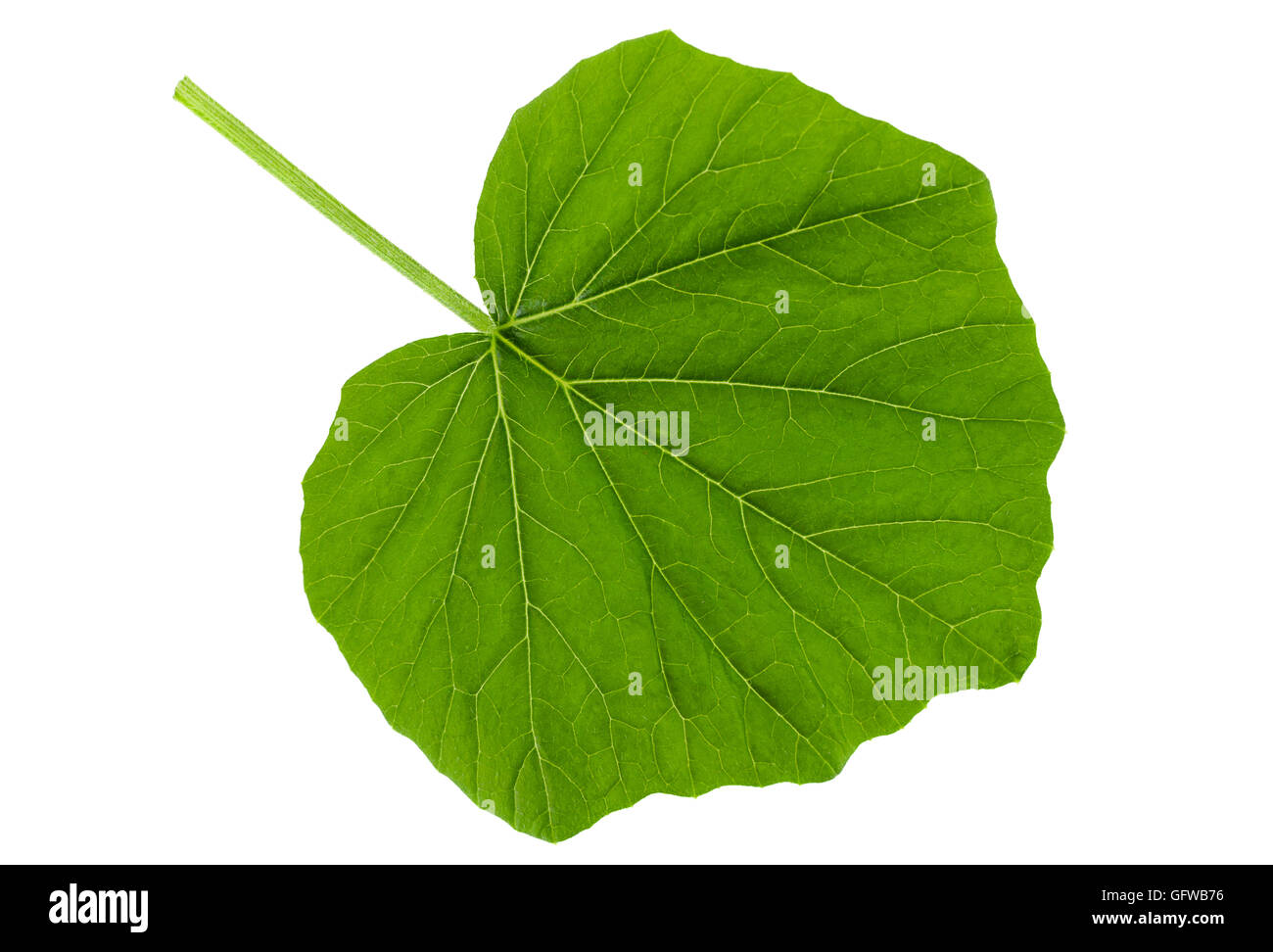 Pumpkin young leaf isolated on white background Stock Photo