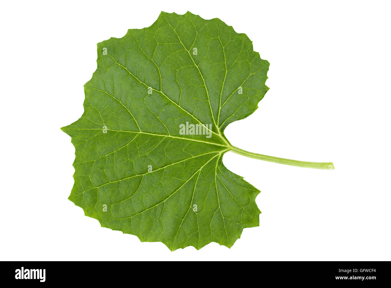 Momordica young leaf isolated on white background Stock Photo Alamy