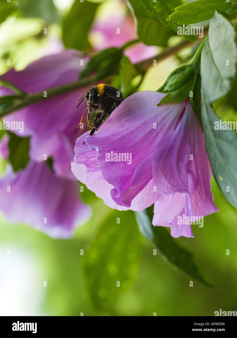 Bumble bee sitting on purple hibiscus blossom Stock Photo