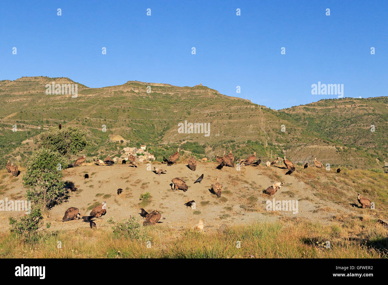Eurasian Griffon Vultures at a feeding site in Aragon Spain Stock Photo