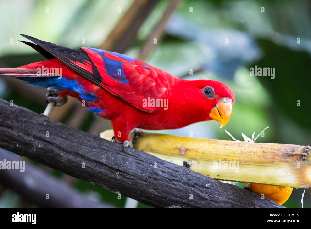 Parrot in birds park. Singapore Stock Photo Alamy
