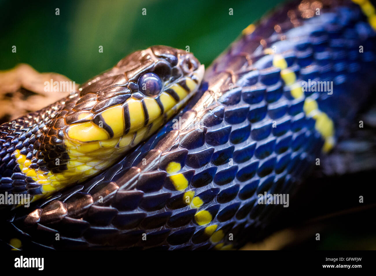 dangerous Snake lying on ground and waiting Stock Photo