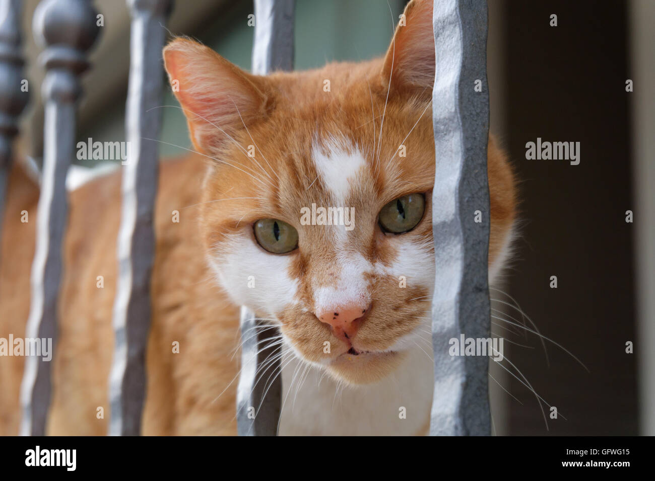 A big cat is looking at balcony Stock Photo
