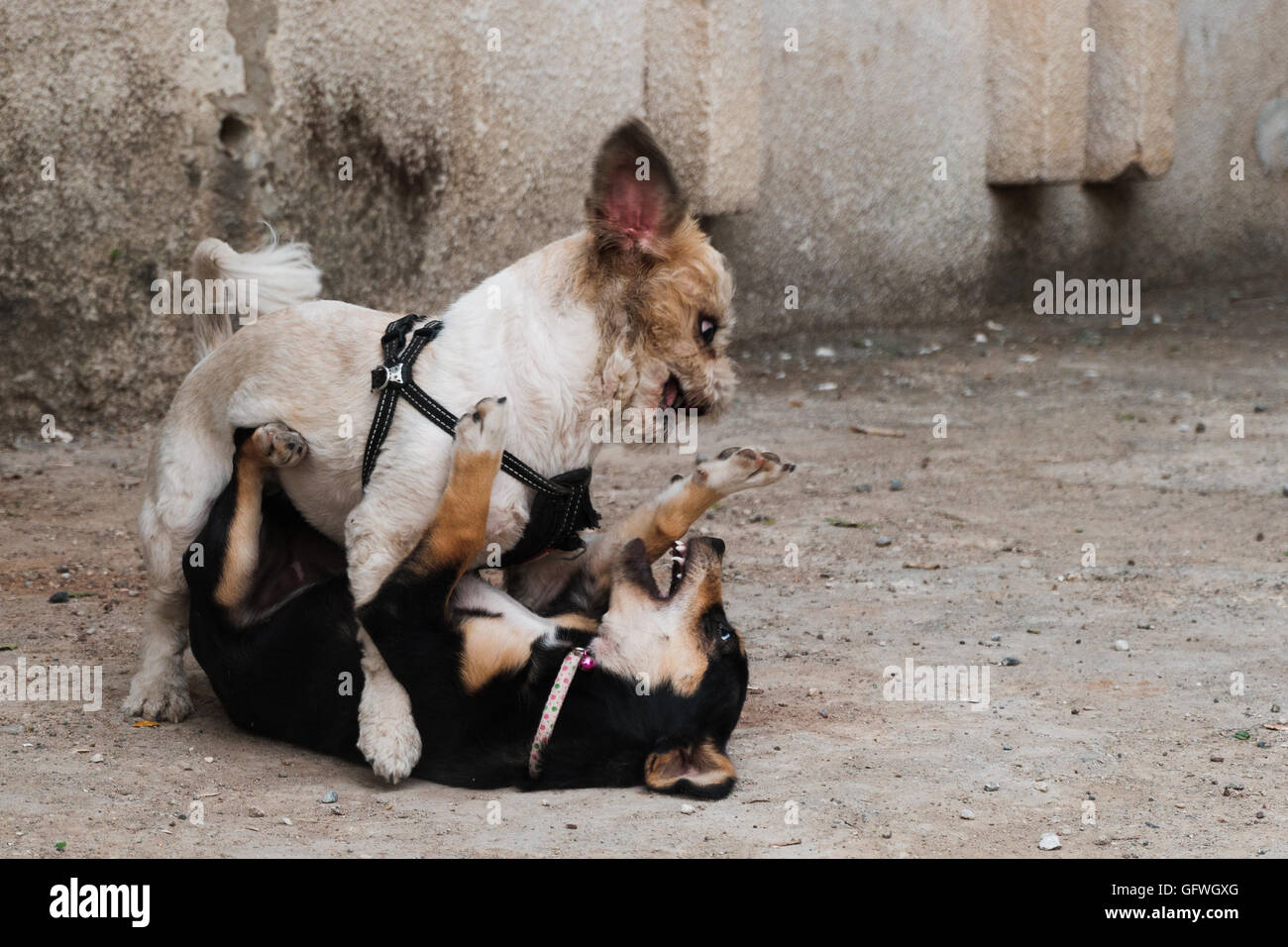 Two dogs fighting on a street Stock Photo Alamy