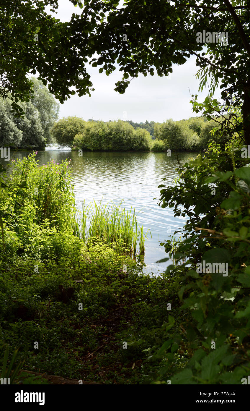 Lake framed by trees on a shady bank, bog plants grow in the sun at the edge of the water Stock Photo