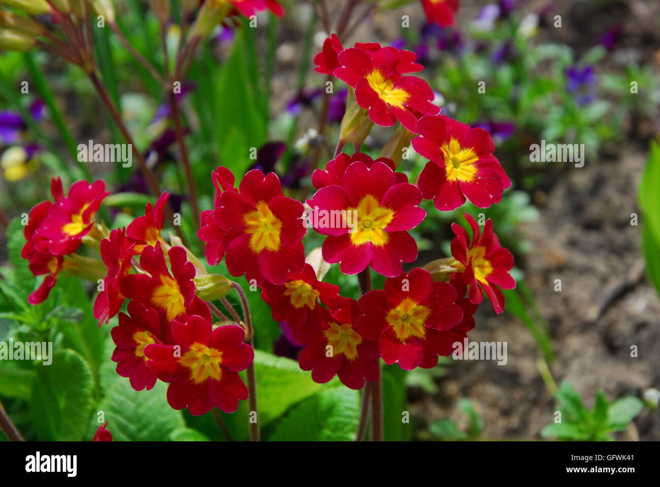 Red primrose, primula, primula acaulis Stock Photo