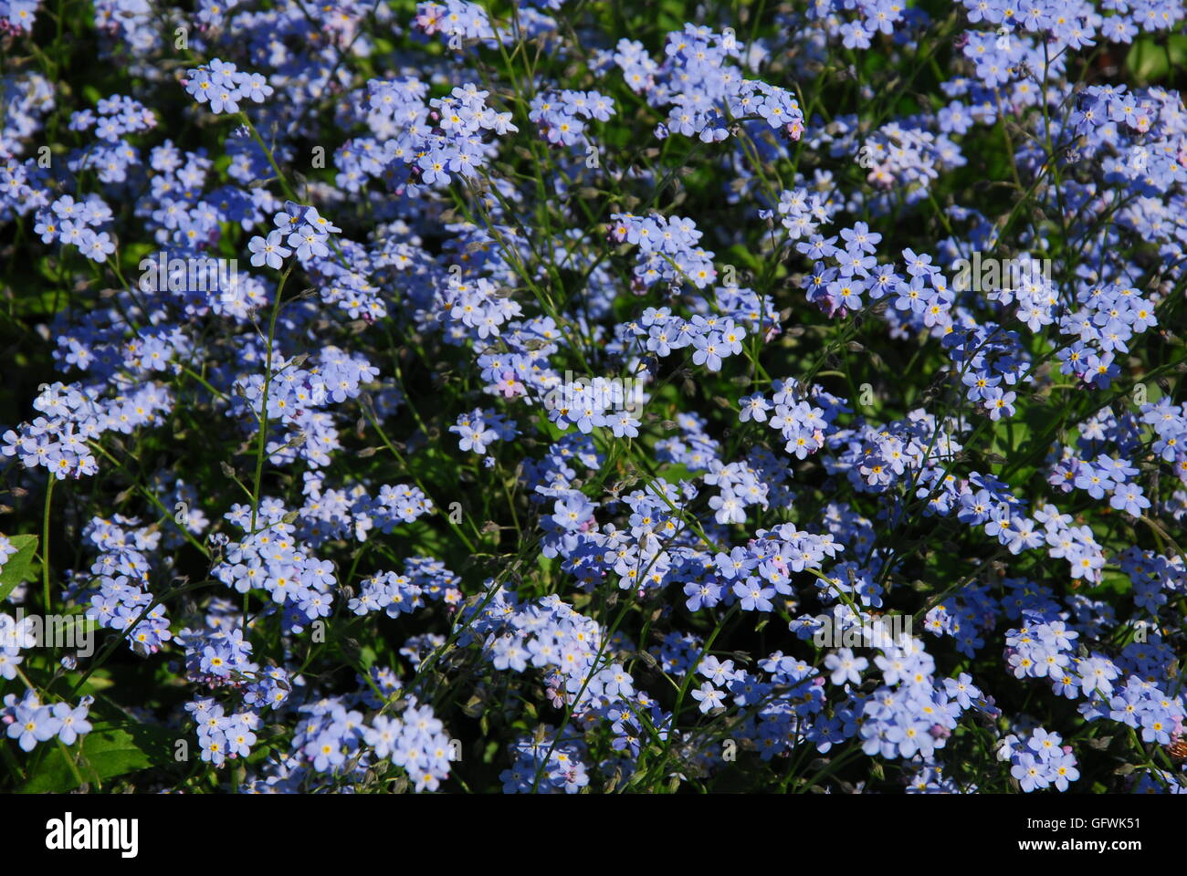 Myosotis arvensis flowers, forget-me-nots Stock Photo