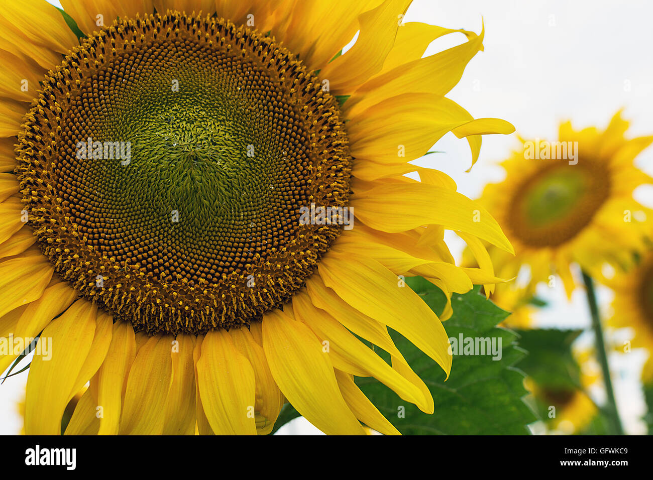 Beautiful Yellow Sunflowers Blooming on the Field. Close up Stock Photo