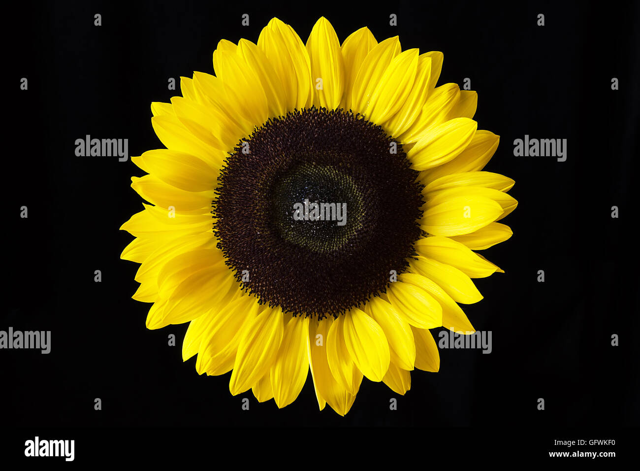 Sunflower Isolated on a Black Background Close Up Stock Photo