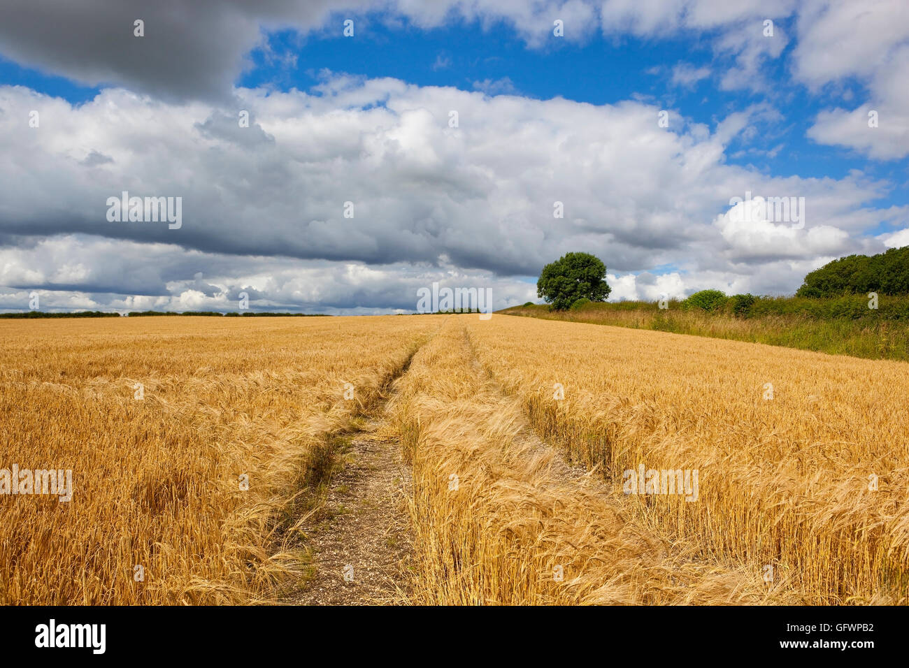 A golden barley field at harvest time in the Yorkshire wolds under a blue cloudy sky in summertime. Stock Photo
