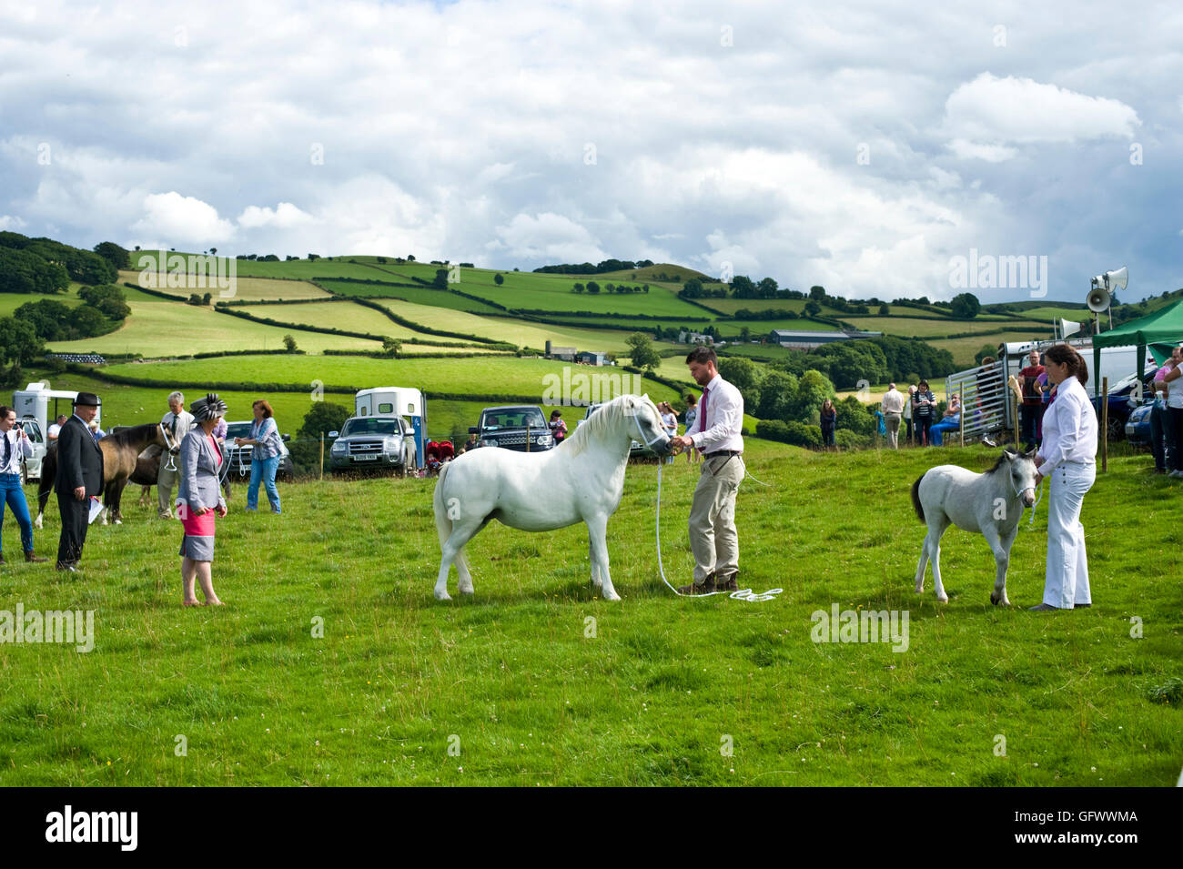 welsh-mountain-pony-show-high-resolution-stock-photography-and-images