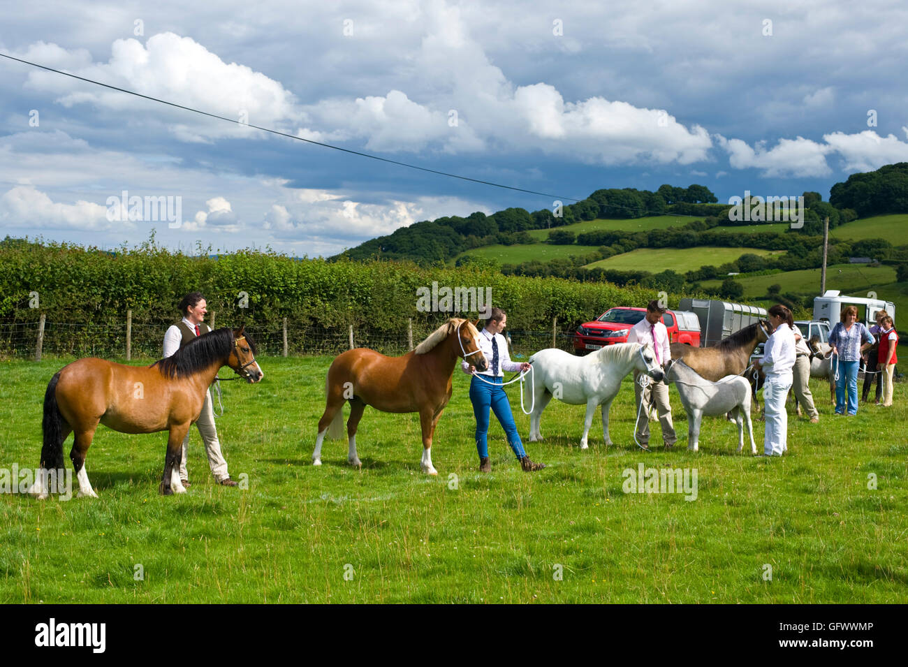 judging-of-welsh-mountain-ponies-at-gwenddwr-show-gwenddwr-near