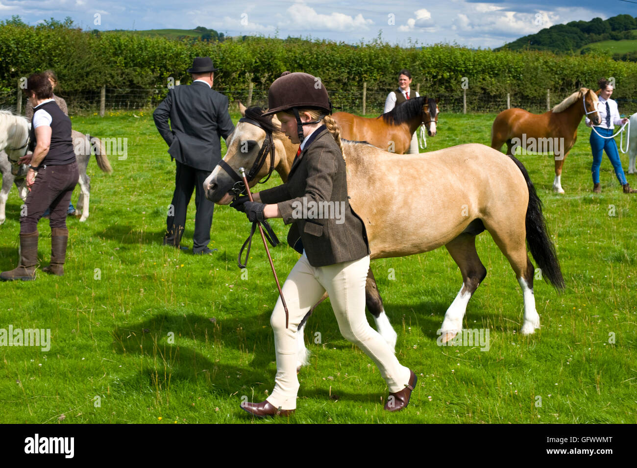 judging-of-welsh-mountain-ponies-at-gwenddwr-show-gwenddwr-near