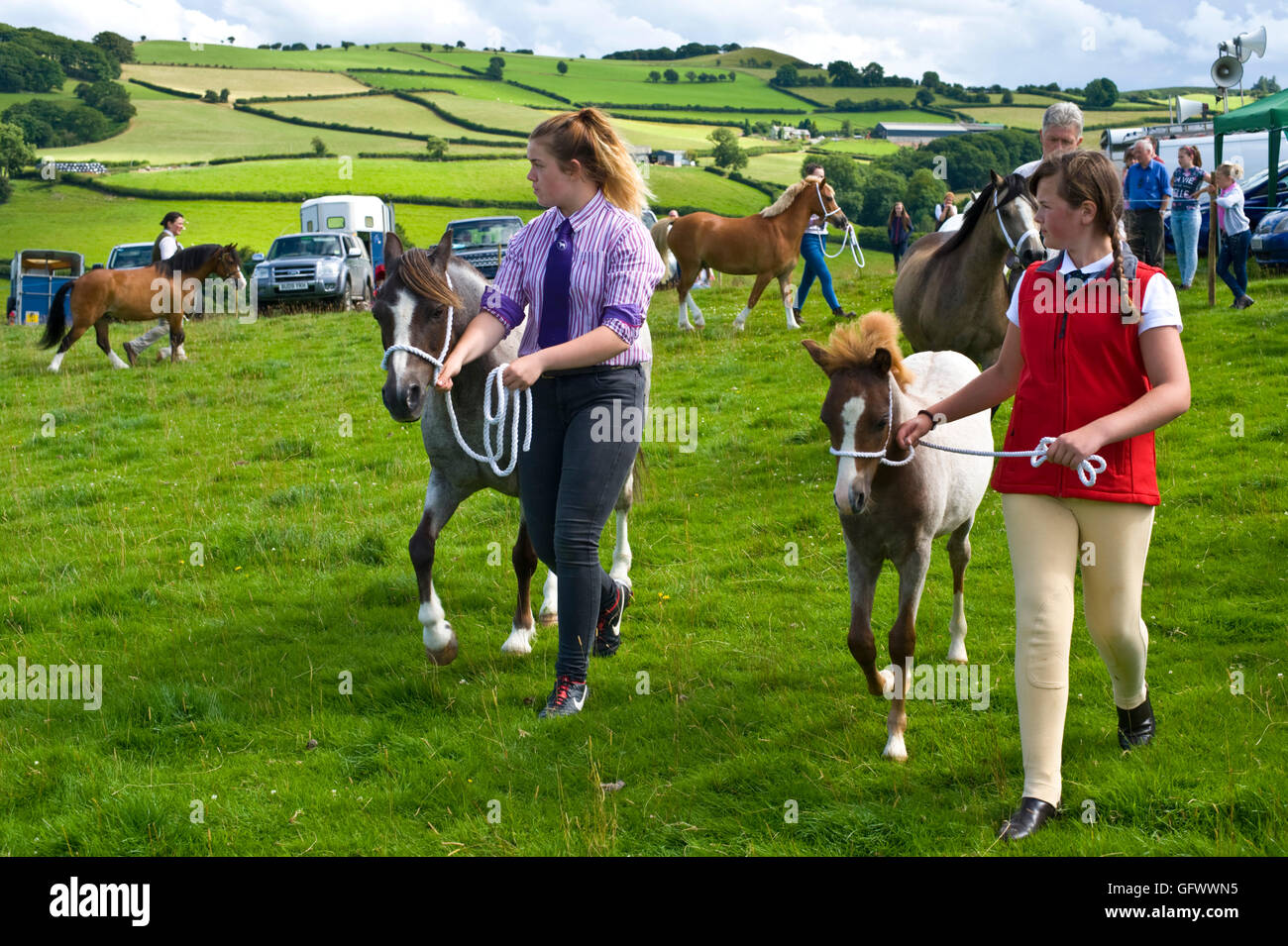 judging-of-welsh-mountain-ponies-at-gwenddwr-show-gwenddwr-near