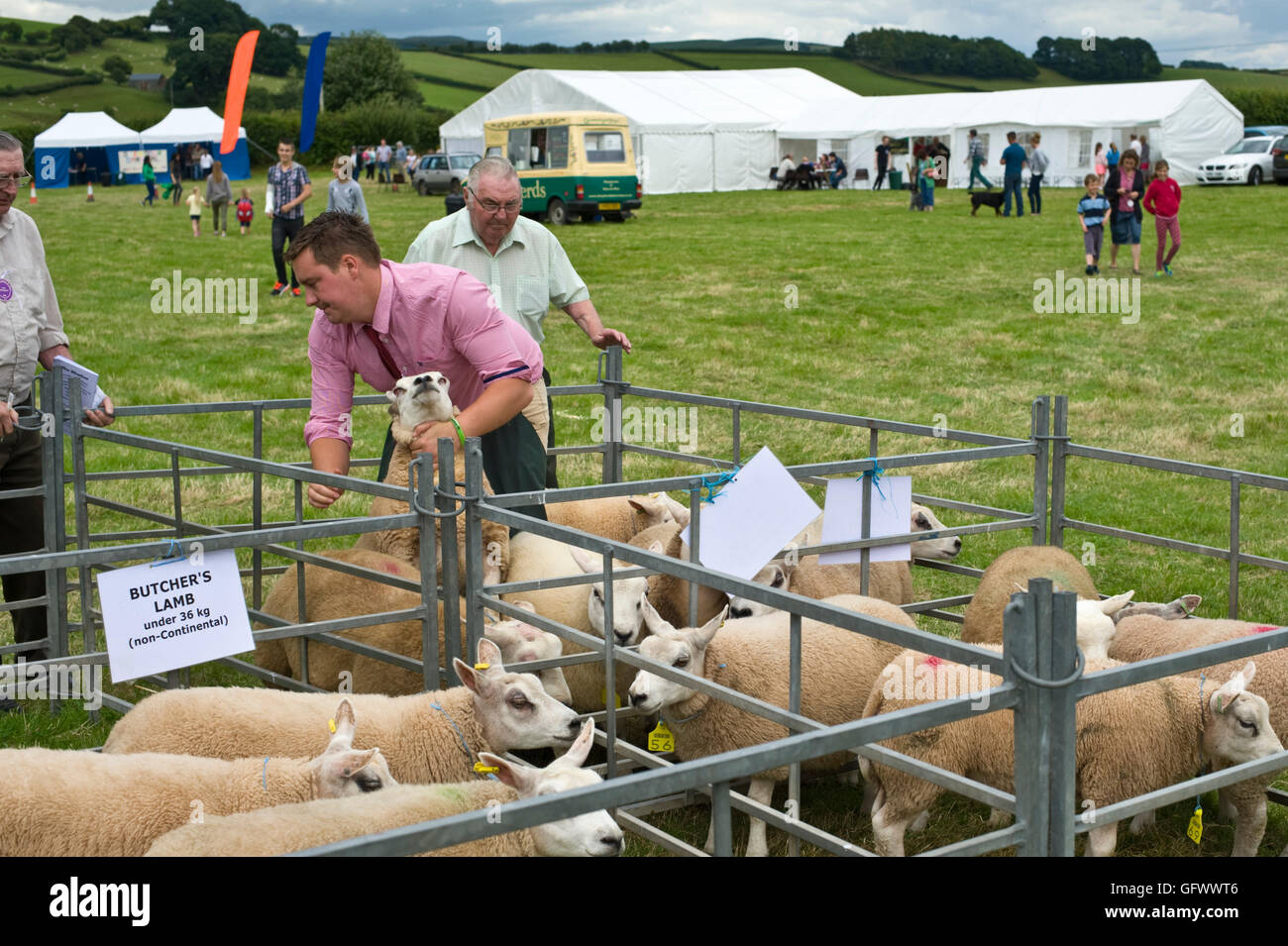 Judging of sheep at Gwenddwr Show, Gwenddwr, near Builth Wells, Powys